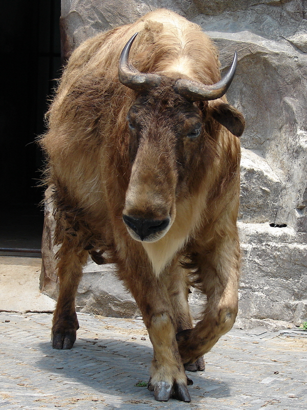 Budorcas taxicolor bedfordi / Golden takin (female)