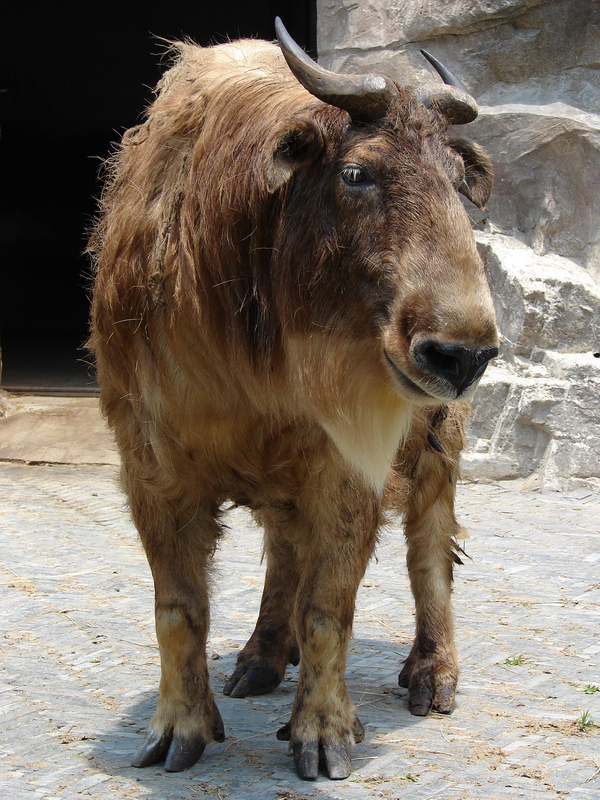 Budorcas taxicolor bedfordi / Golden takin (female)