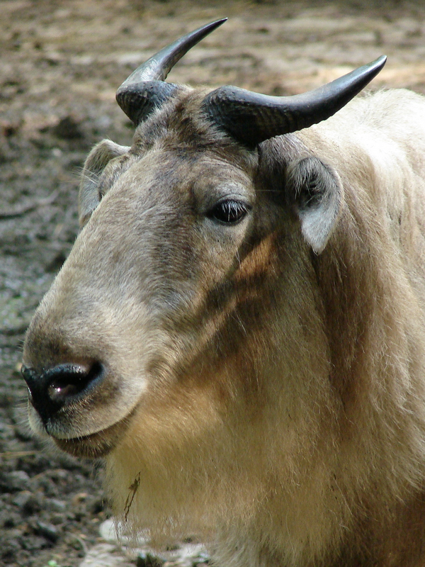 Budorcas taxicolor bedfordi / Golden takin (female)
