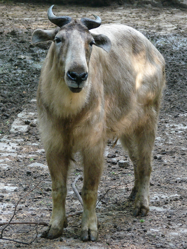 Budorcas taxicolor bedfordi / Golden takin (female)