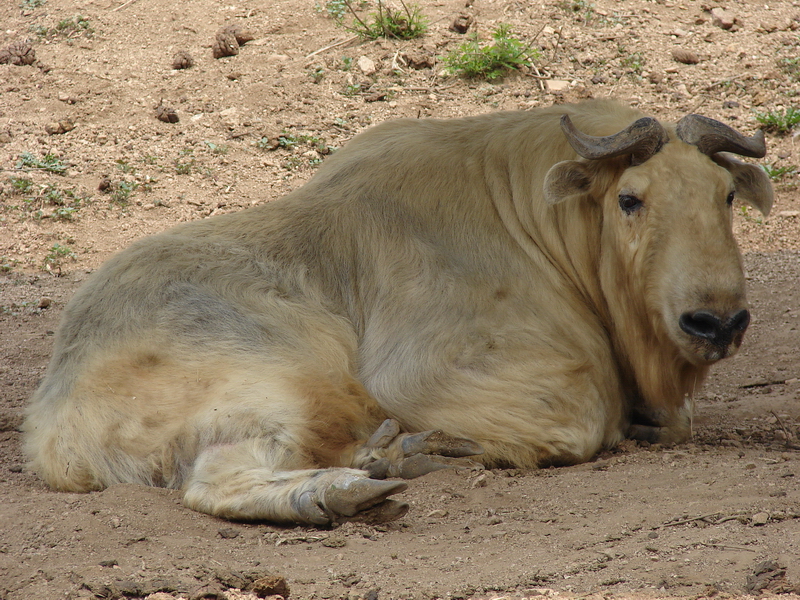 Budorcas taxicolor bedfordi / Golden Takin (male)