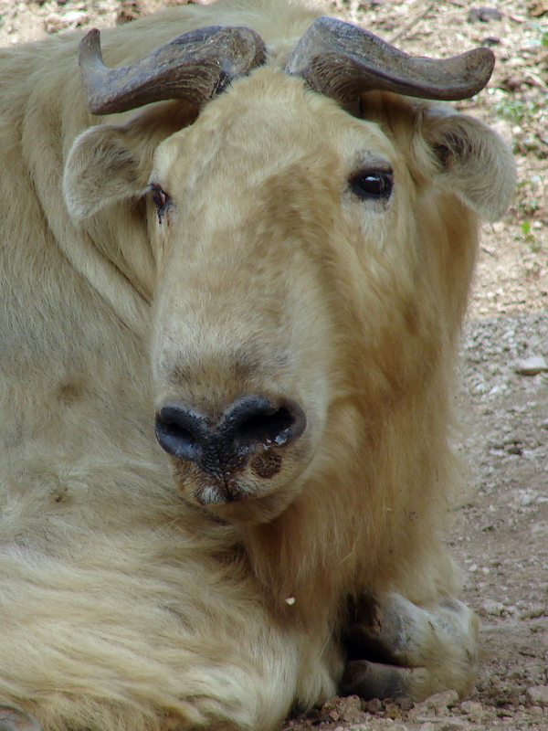 Budorcas taxicolor bedfordi / Golden Takin (male)