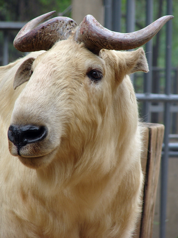Budorcas taxicolor bedfordi / Golden takin (male)