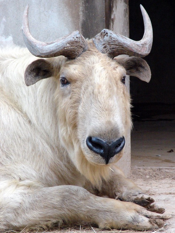 Budorcas taxicolor bedfordi / Golden takin (male)