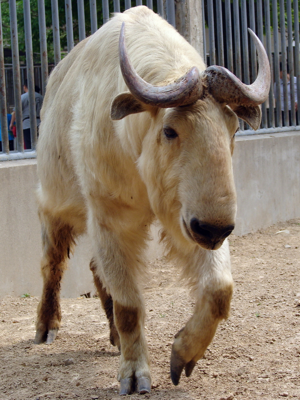 Budorcas taxicolor bedfordi / Golden takin (male)