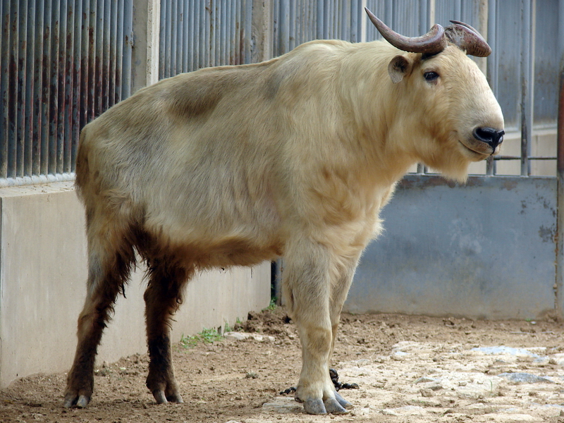 Budorcas taxicolor bedfordi / Golden takin (male)