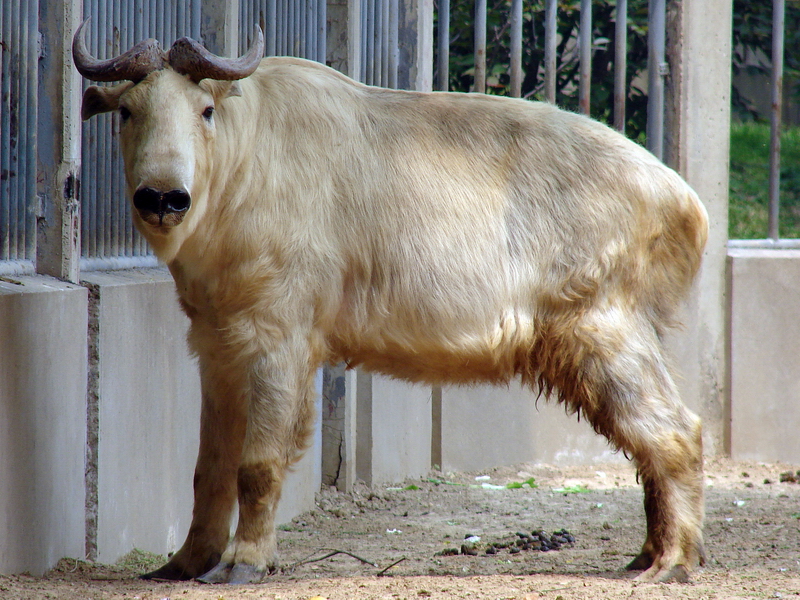 Budorcas taxicolor bedfordi / Golden takin (male)