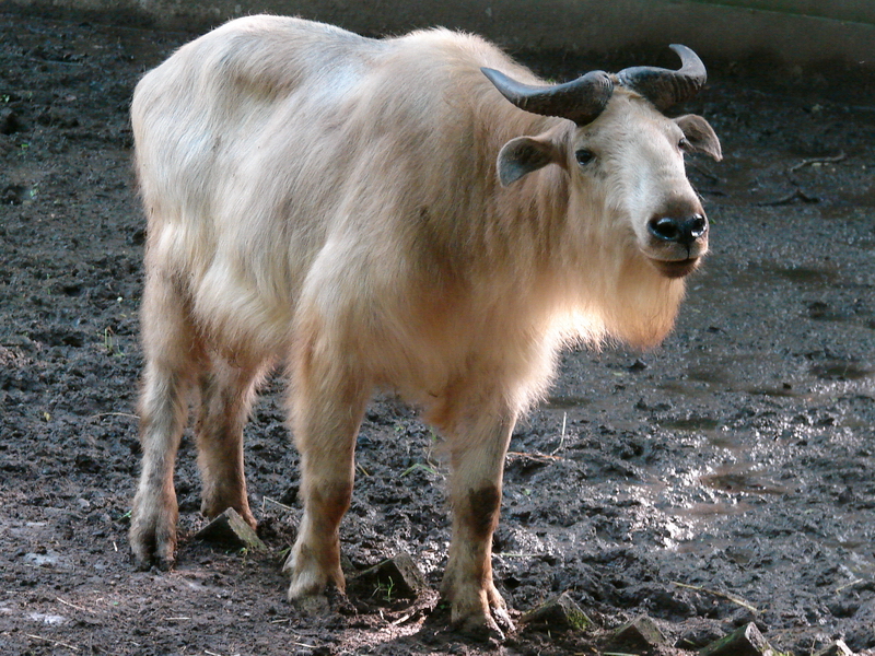 Budorcas taxicolor bedfordi / Golden takin (male)