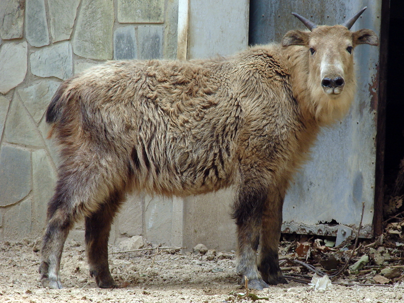 Budorcas taxicolor bedfordi / Golden takin (one year old female)