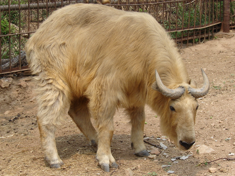 Budorcas taxicolor bedfordi / Golden Takin (young male)