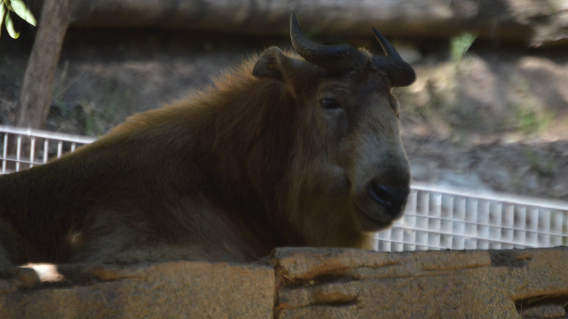Budorcas taxicolor bedfordi