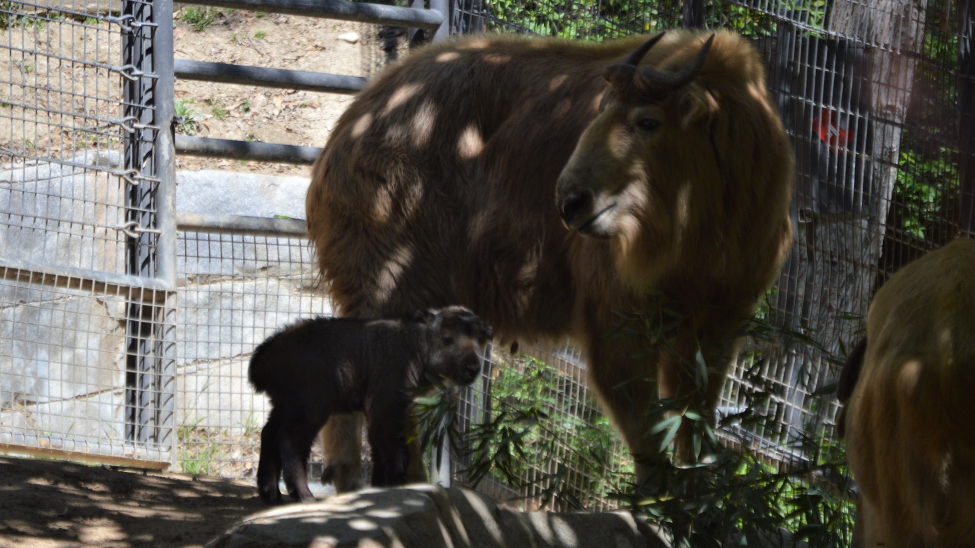 Budorcas taxicolor bedfordi