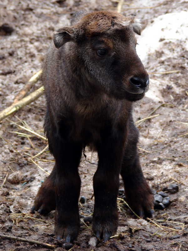 Budorcas taxicolor taxicolor  / Mishmi takin (calf, born 08-03-2011)