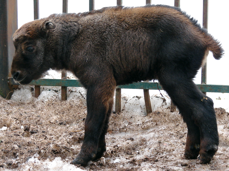 Budorcas taxicolor taxicolor  / Mishmi takin (calf, born 08-03-2011)