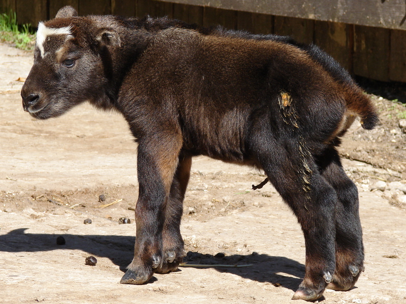 Budorcas taxicolor taxicolor / Mishmi takin (calf, born 30-04-2011)