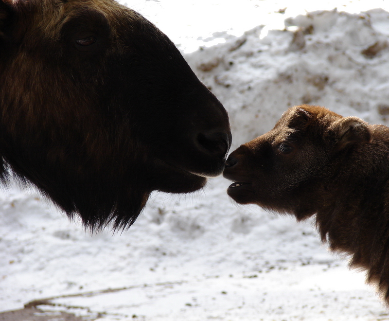 Budorcas taxicolor taxicolor / Mishmi takin (female Kleo and calf, born 08-