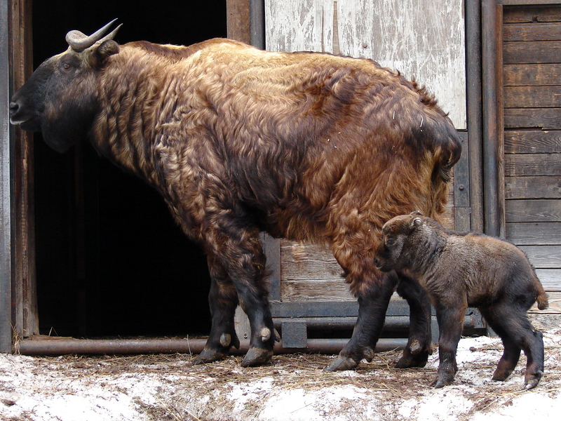 Budorcas taxicolor taxicolor  / Mishmi takin (female Kleo with calf 4 days