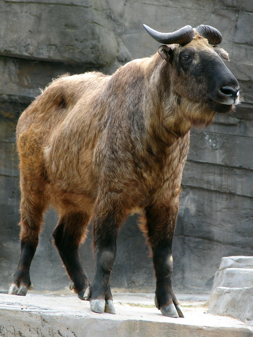 Budorcas taxicolor taxicolor / Mishmi takin (female)