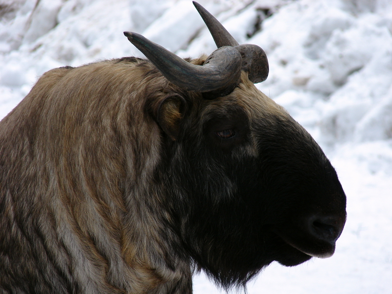 Budorcas taxicolor taxicolor  / Mishmi takin (male Jason)