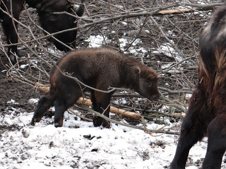 Budorcas taxicolor taxicolor  - young male given birth 24.02.2013