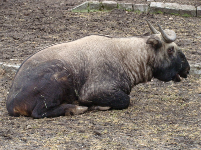 Budorcas taxicolor taxicolor