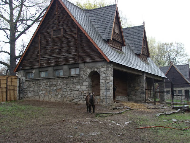 Budorcas taxicolor taxicolor