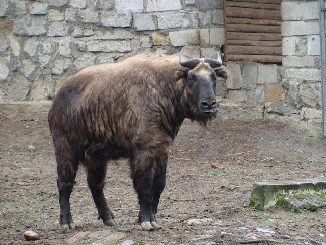 Budorcas taxicolor taxicolor