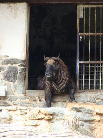 Budorcas taxicolor taxicolor