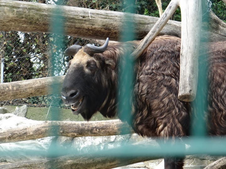 Budorcas taxicolor taxicolor