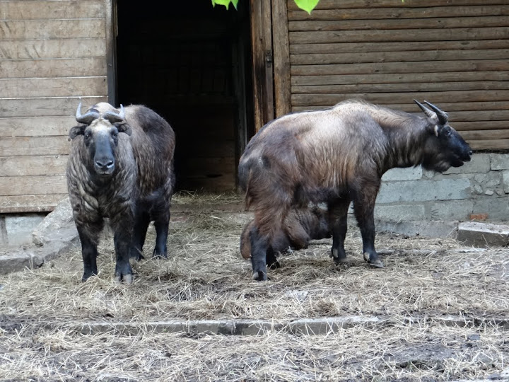 Budorcas taxicolor taxicolor