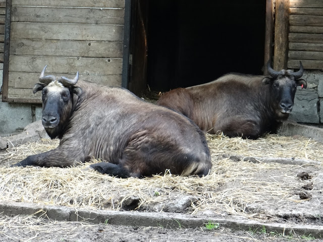 Budorcas taxicolor taxicolor