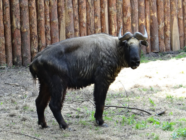 Budorcas taxicolor taxicolor
