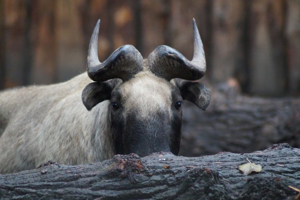 Budorcas taxicolor taxicolor