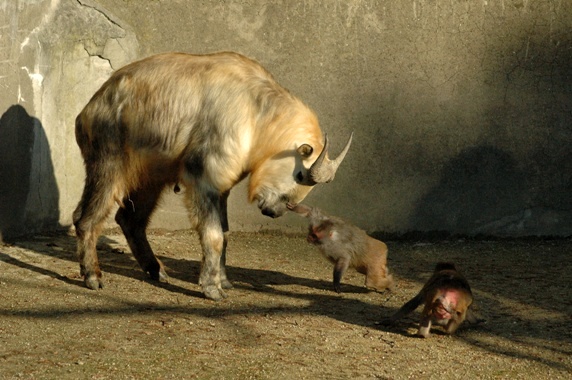 Budorcas taxicolor tibetana & Macaca mulatta