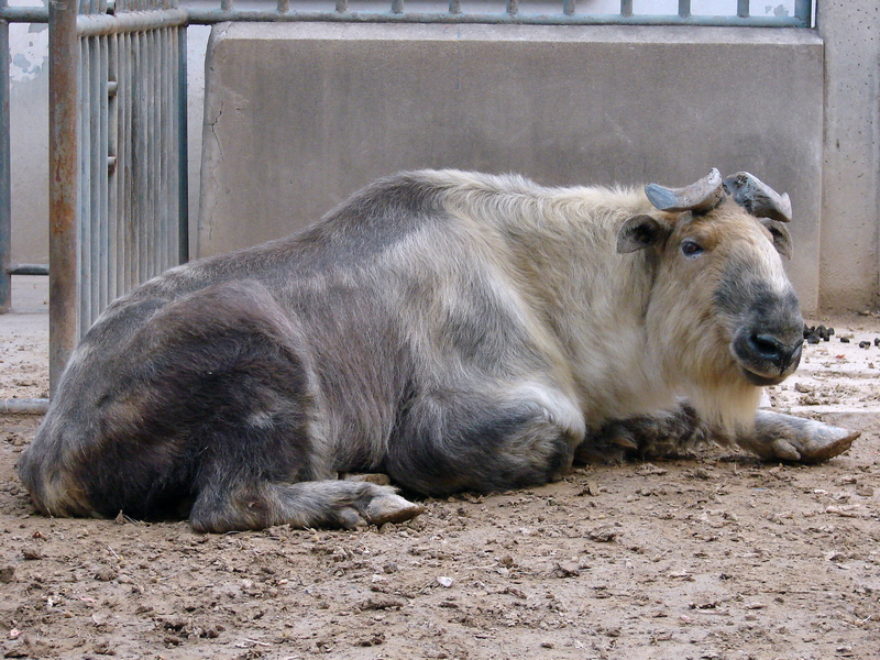 Budorcas taxicolor tibetana / Sichuan takin (male)