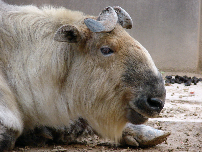 Budorcas taxicolor tibetana / Sichuan takin (male)