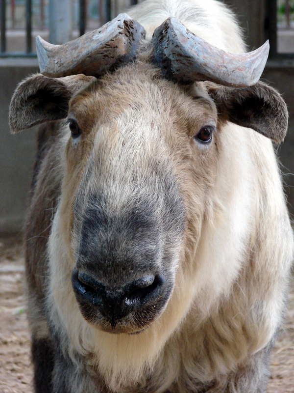 Budorcas taxicolor tibetana / Sichuan takin (male)