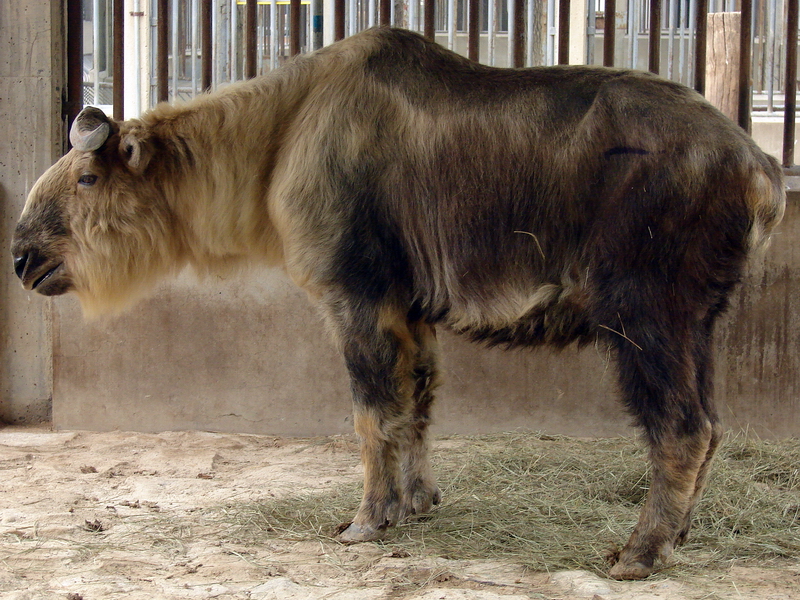 Budorcas taxicolor tibetana / Sichuan takin (male)