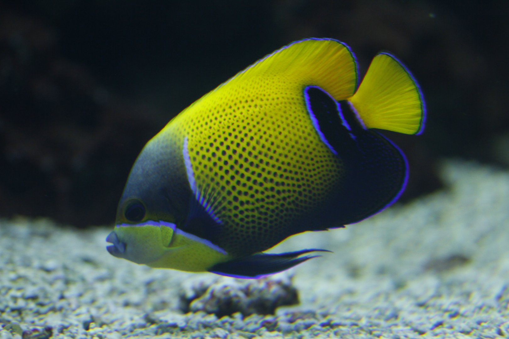 Buegirdled angelfish
