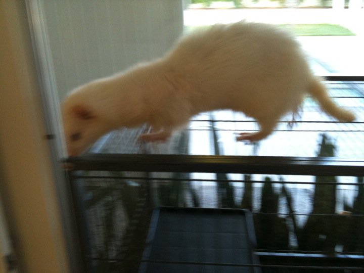 Bueler, My Ferret