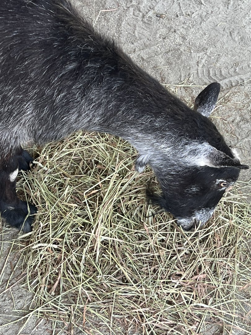 Bueller the Alpine Pygmy goat, June 2022