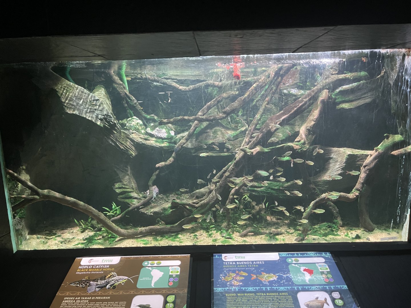 buenos aires tetra & black marble hoplo tank - dunia air tawar