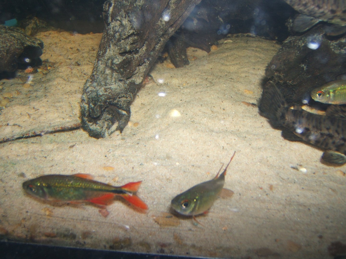 Buenos Aires Tetra (Hyphessobycon anisiti) 16/04/2019