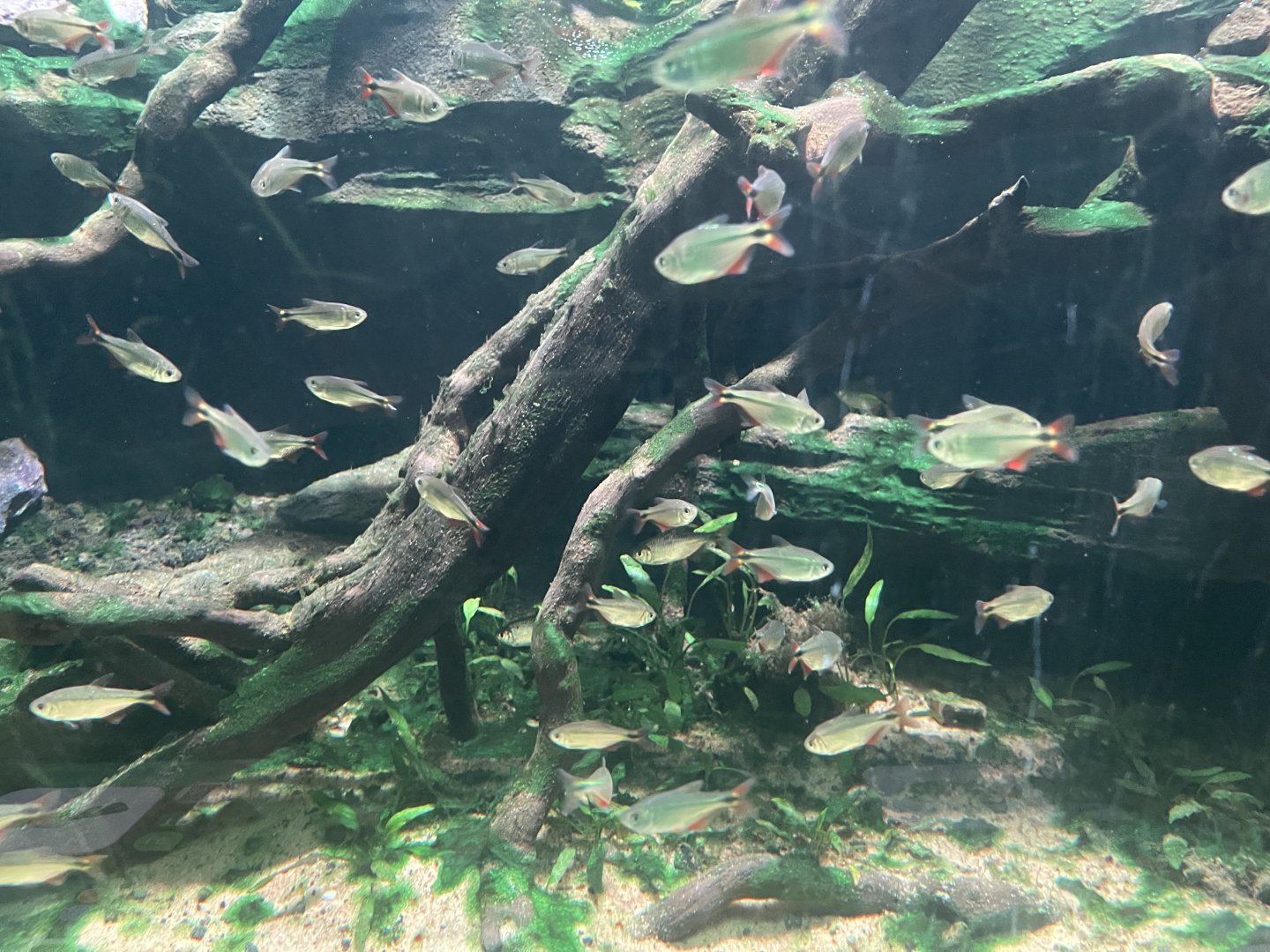 buenos aires tetra (psalidodon anisitsi) - dunia air tawar
