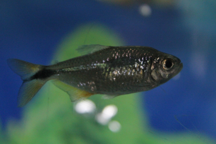 Buenos Aires tetra (Psalidodon anisitsi) - Purbasari Pancuran Mas