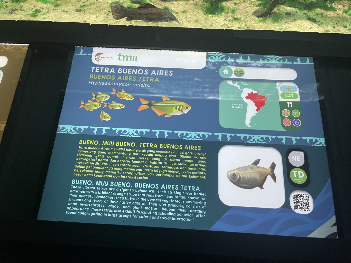buenos aires tetra signage - dunia air tawar