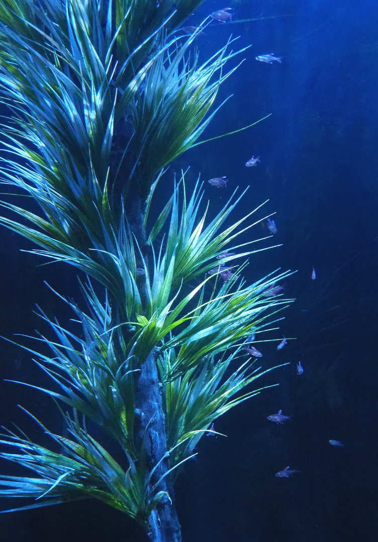 Buenos Aires tetras (Hyphessobrycon anisitsi), 2022-09-14