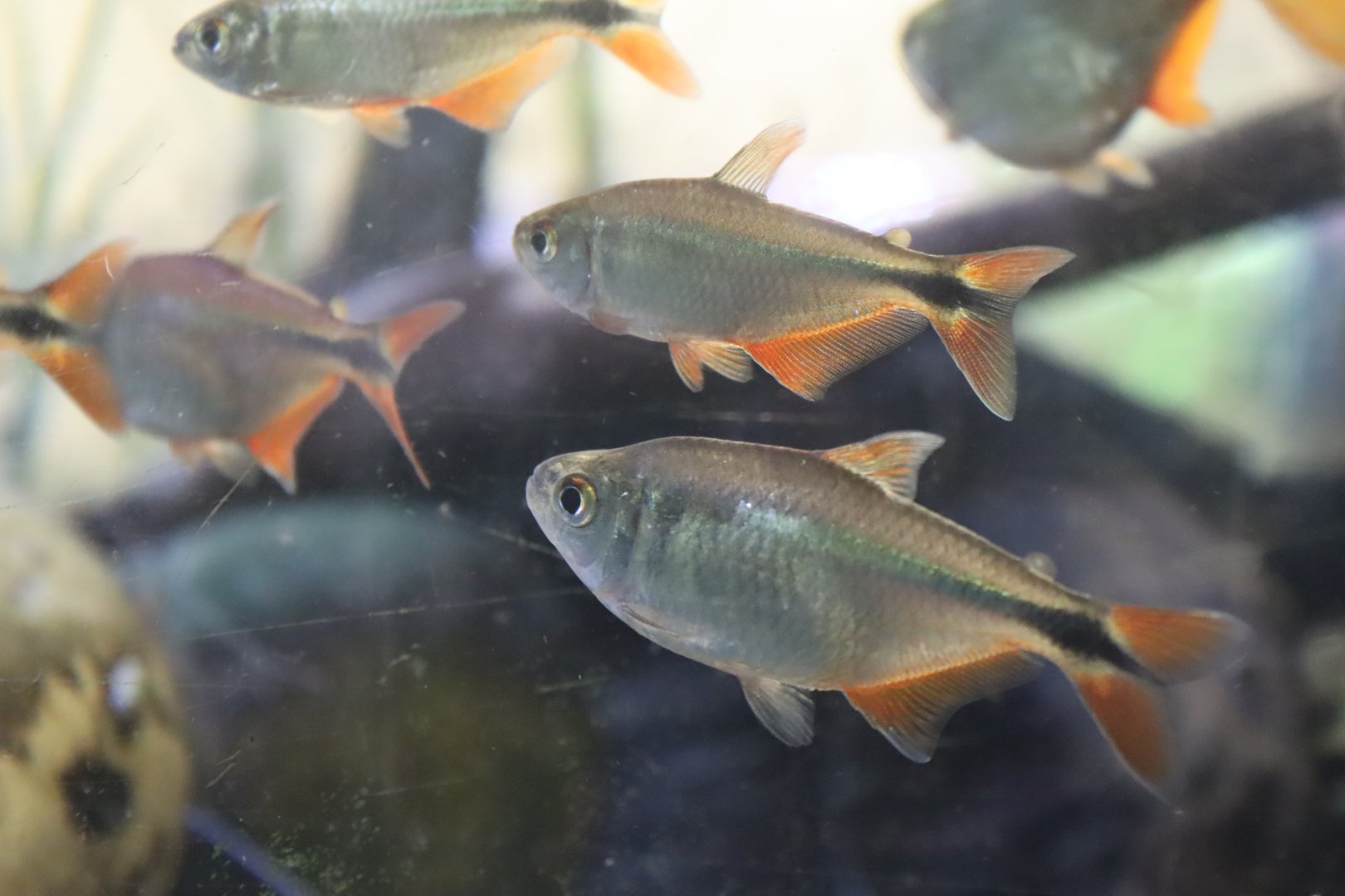 Buenos Aires Tetras