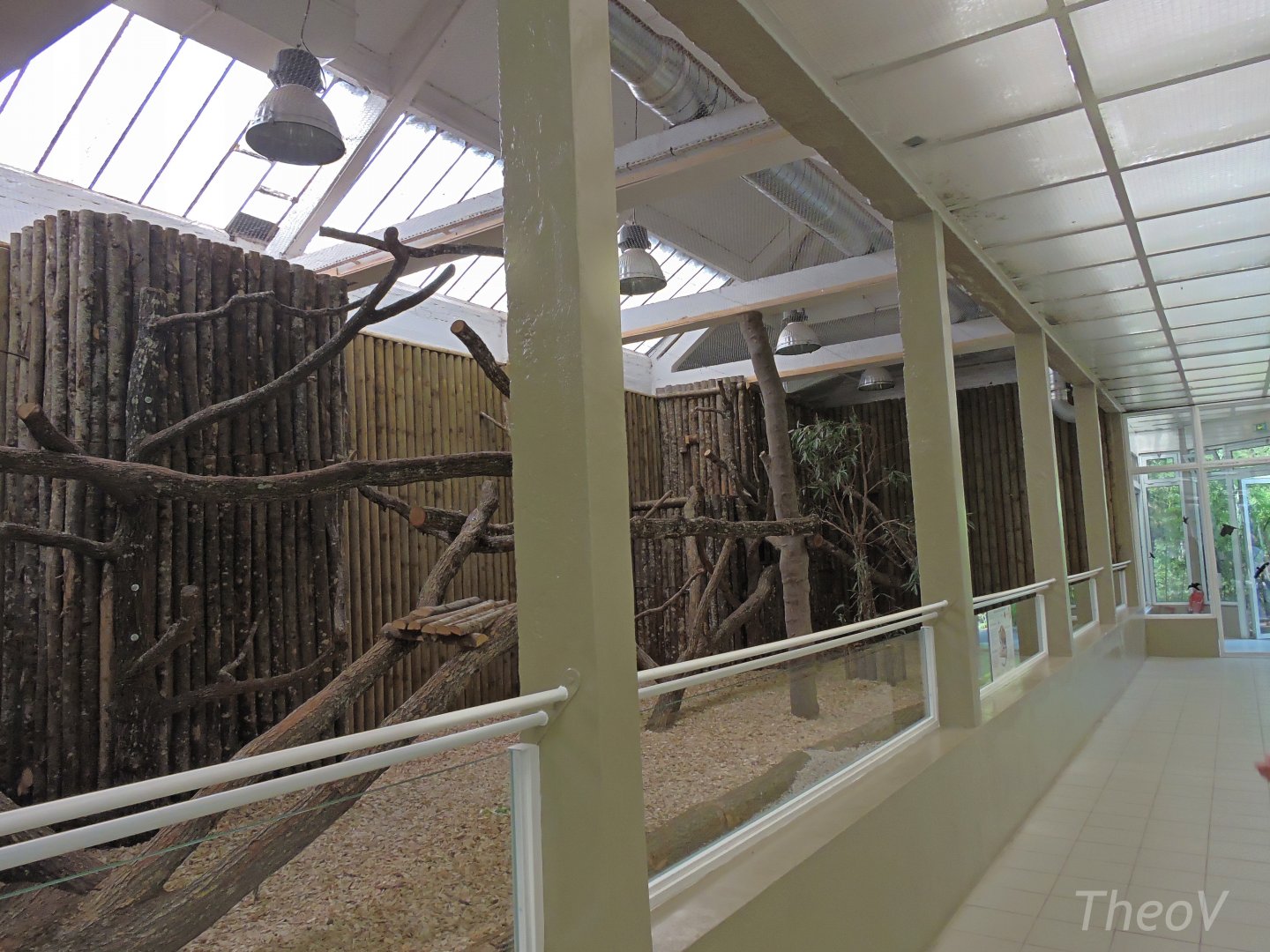 Buergers' tree-kangaroo exhibit [2015]