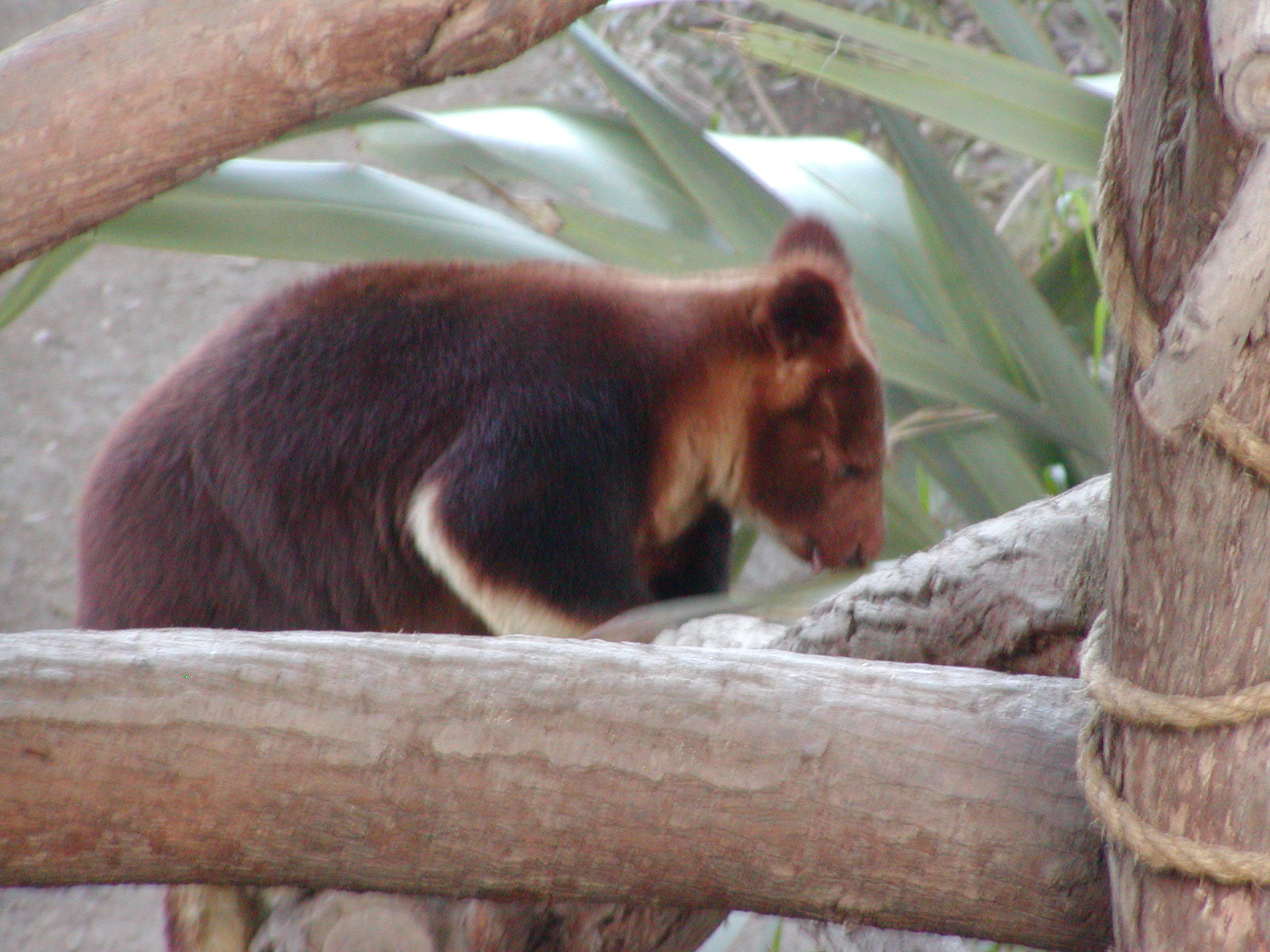 Buerger's Tree Kangaroo